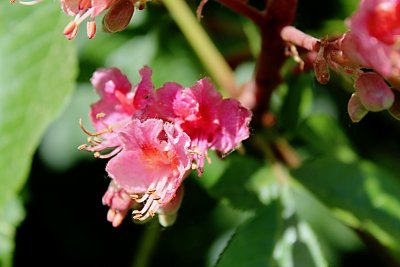 Aesculus x carnea - jírovec pleťový - květ - detail